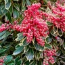 Pieris Japonica Passion Party Passion Frost Andromeda