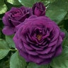 Rosa Floribunda Ebb Tide Rose