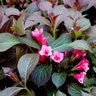 Weigela Florida Merlot Rose Weigela