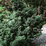 Chamaecyparis Obtusa Split Rock Hinoki Cypress