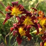 Hemerocallis x Trophytaker Witch's Hand Daylily