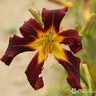Hemerocallis x Trophytaker Witch's Hand Daylily