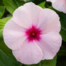 Catharanthus Roseus Blockbuster Apricot Vinca