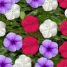 Catharanthus Roseus Blockbuster Patriot Mixture Vinca