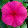 Catharanthus Roseus Blockbuster Punch Vinca