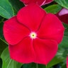 Catharanthus Roseus Blockbuster Red with Eye Vinca