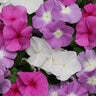 Catharanthus Roseus Titan Summer Breeze Mixture Vinca