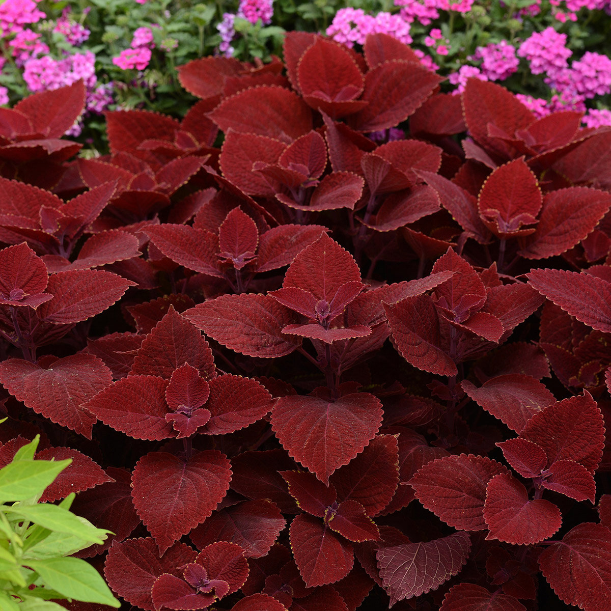 Coleus scutellarioides Ruby Slipper Coleus | SiteOne US