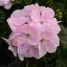 Pelargonium X Hortorum Fantasia Appleblossom Zonal Geranium