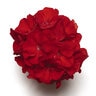 Pelargonium X Hortorum Fantasia Cardinal Red Zonal Geranium