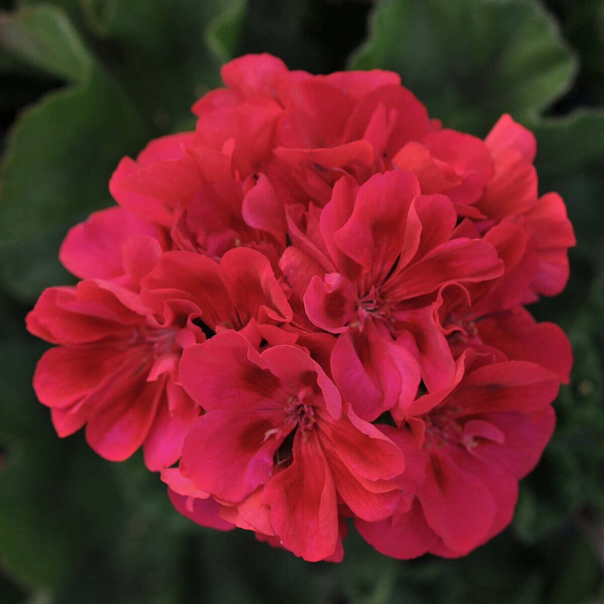 Pelargonium x hortorum Fantasia Cranberry Sizzle Zonal Geranium ...