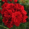 Pelargonium X Hortorum Fantasia Dark Red Zonal Geranium