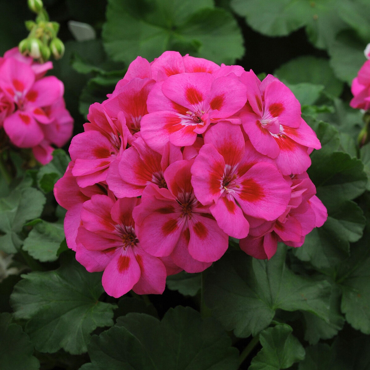 Pelargonium X Hortorum Fantasia Purple Sizzle Zonal Geranium | SiteOne US