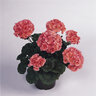 Pelargonium X Hortorum Fantasia Salmon Zonal Geranium