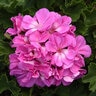 Pelargonium X Hortorum Fantasia Shocking Blue Zonal Geranium