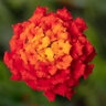 Lantana Camara Bandolista Red Chili Lantana
