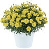 Argyranthemum Frutescens Angelic Maize Marguerite Daisy