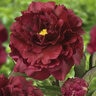 Paeonia Lactiflora Black Beauty Peony