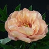 Paeonia X Canary Brilliants Itoh Peony