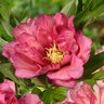 Paeonia X Hillary Itoh Peony