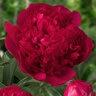 Paeonia X Command Performance Peony