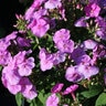 Phlox Paniculata Ka-Pow Lavender Tall Phlox