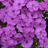 Phlox Paniculata Ka-Pow Lavender Tall Phlox