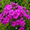 Phlox Paniculata Ka-Pow Purple Tall Phlox