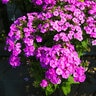 Phlox Paniculata Ka-Pow Purple Tall Phlox