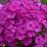 Phlox Paniculata Ka-Pow Purple Tall Phlox