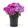 Phlox Paniculata Ka-Pow Purple Tall Phlox