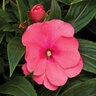 Impatiens Hawkeri Sonic Pink New Guinea Impatiens