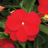 Impatiens Hawkeri Sonic Red New Guinea Impatiens
