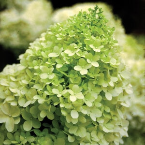 Hydrangea paniculata Color Choice Limelight Proven Winners Panicle Hydrangea