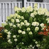 Hydrangea paniculata Color Choice Limelight Proven Winners Panicle Hydrangea