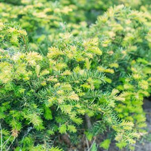 Taxus Baccata Repandens English Yew