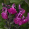 Salvia Greggi Arctic Blaze Novasalpur Purple Autumn Sage