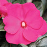 Impatiens hawkeri Infinity Light Purple Proven Winners New Guinea Impatiens