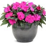 Impatiens hawkeri Infinity Light Purple Proven Winners New Guinea Impatiens