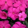 Impatiens hawkeri Infinity Light Purple Proven Winners New Guinea Impatiens