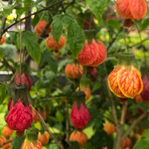 Abutilon X Hybridum Roseus Flowering Maple