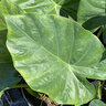 Alocasia Gageana Elephant Ear