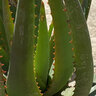 Aloe Rudikoppe Aloe
