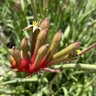 Anigozanthos X Regal Velvet Kangaroo Paws
