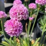 Armeria Pseudarmeria Dreameria Sweet Dreams Great Thrift
