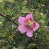 Anisodontea X Hypomandarum Taras Pink Cape Mallow