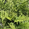Asplenium x Austral Gem Bird's Nest Fern