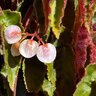 Begonia X Ramirez Shrub Begonia