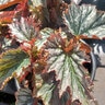 Begonia Xerophyta Looking Glass Cane Begonia