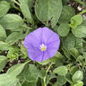 Convolvulus Sabatius Blue Casbah Morning Glory
